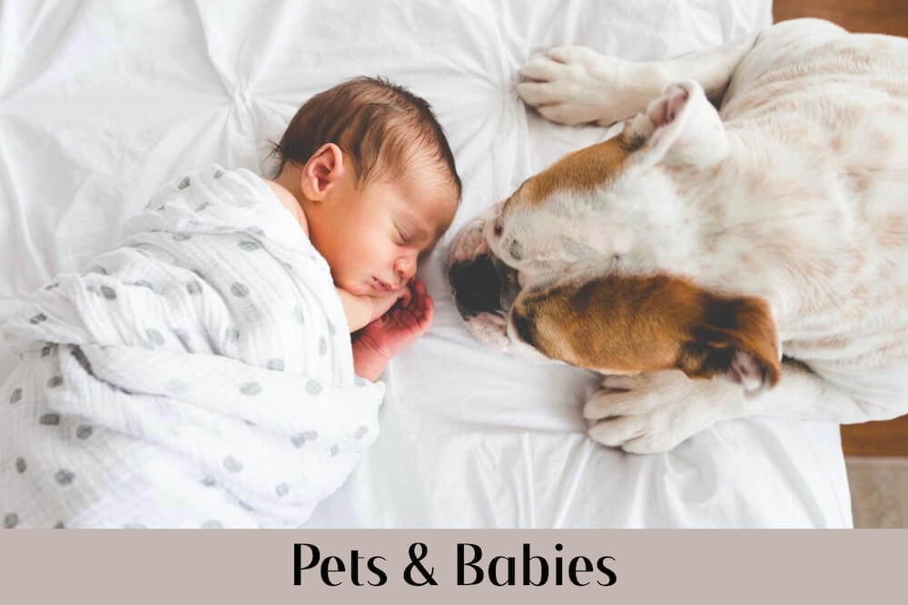 Pets & Babies Portfolio